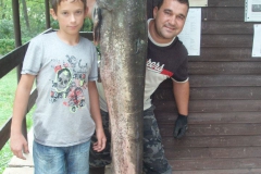 menyharttamas_harcsa_1